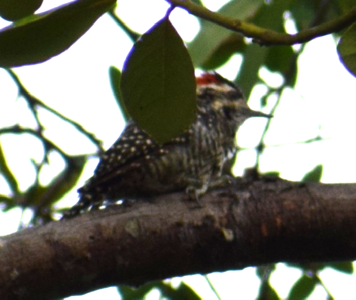 Striped Woodpecker - Felipe Undurraga