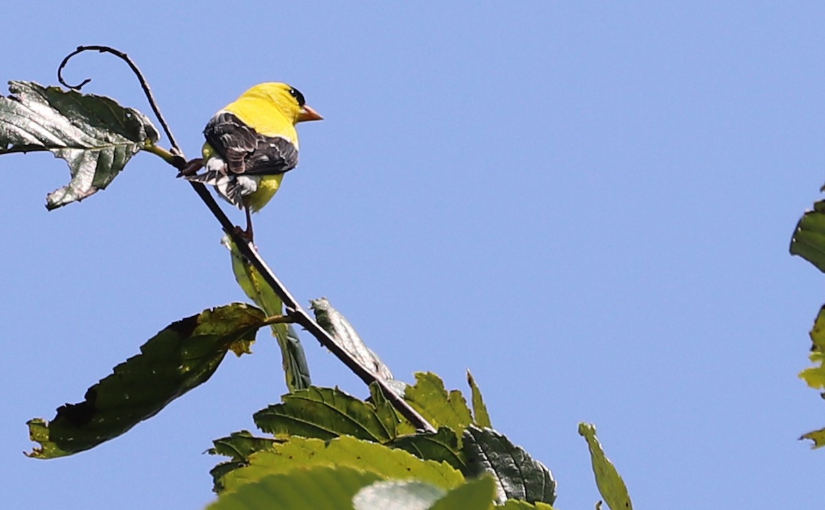 American Goldfinch - ML621953771