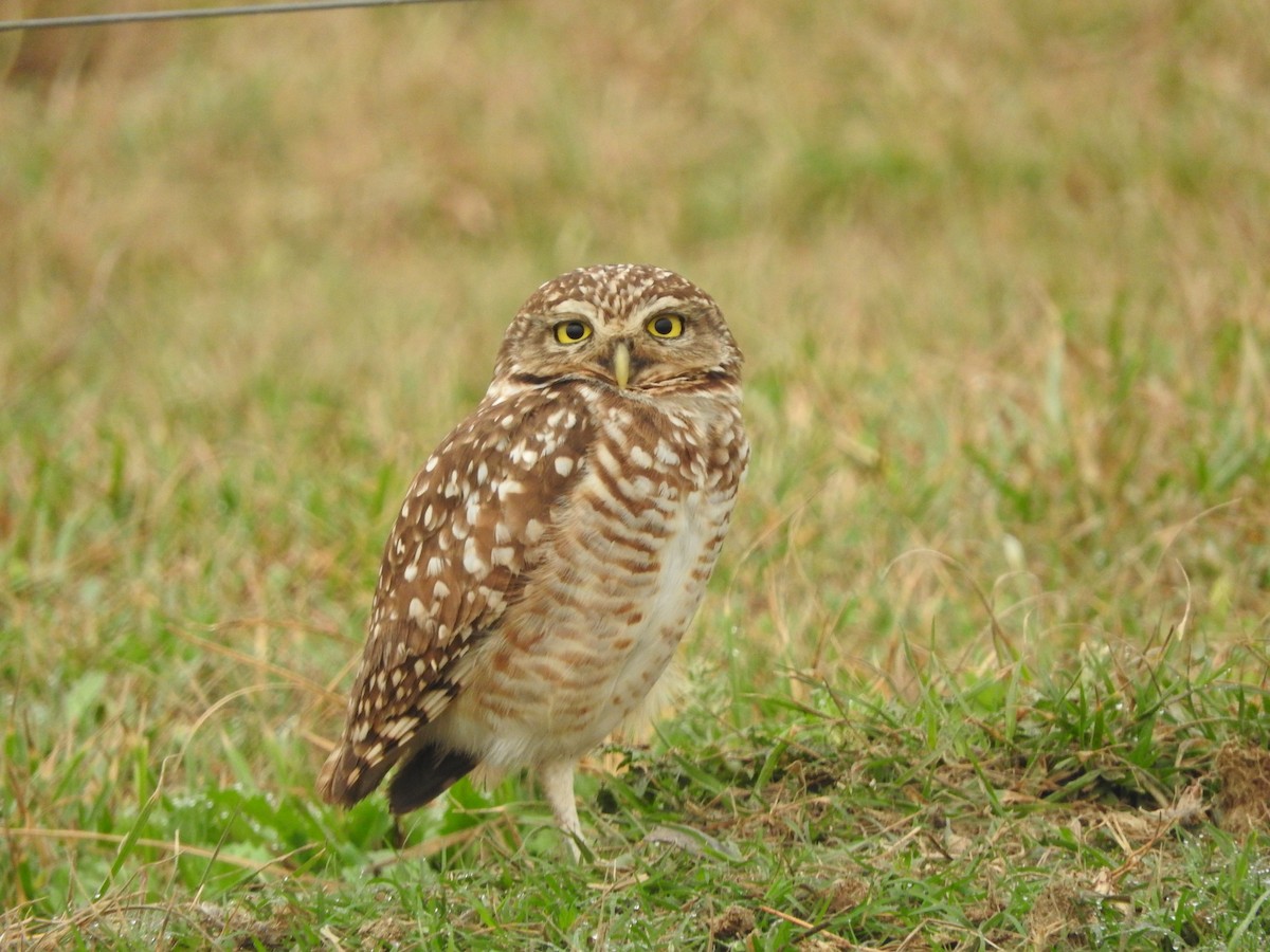 Burrowing Owl - Andres Alejandro  Caric