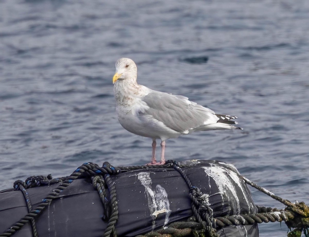 Herring Gull (Vega) - ML621953993