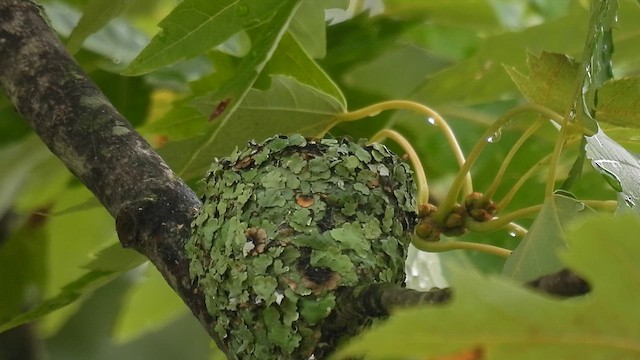 Ruby-throated Hummingbird - ML621954011