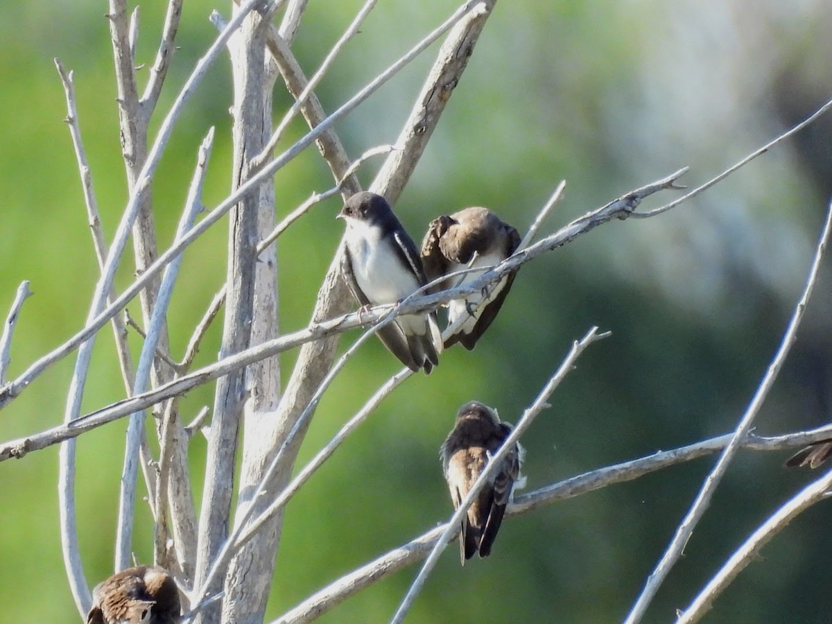 Tree Swallow - ML621954246