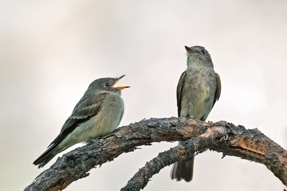 Western Wood-Pewee - ML621954260