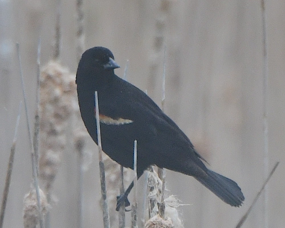 Red-winged Blackbird - ML621954314