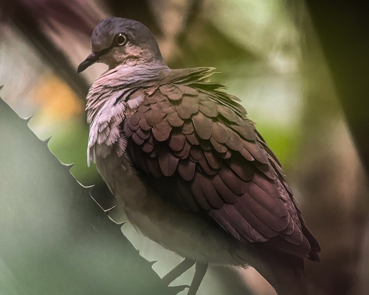 Gray-headed Dove (Gray-headed) - ML621954316