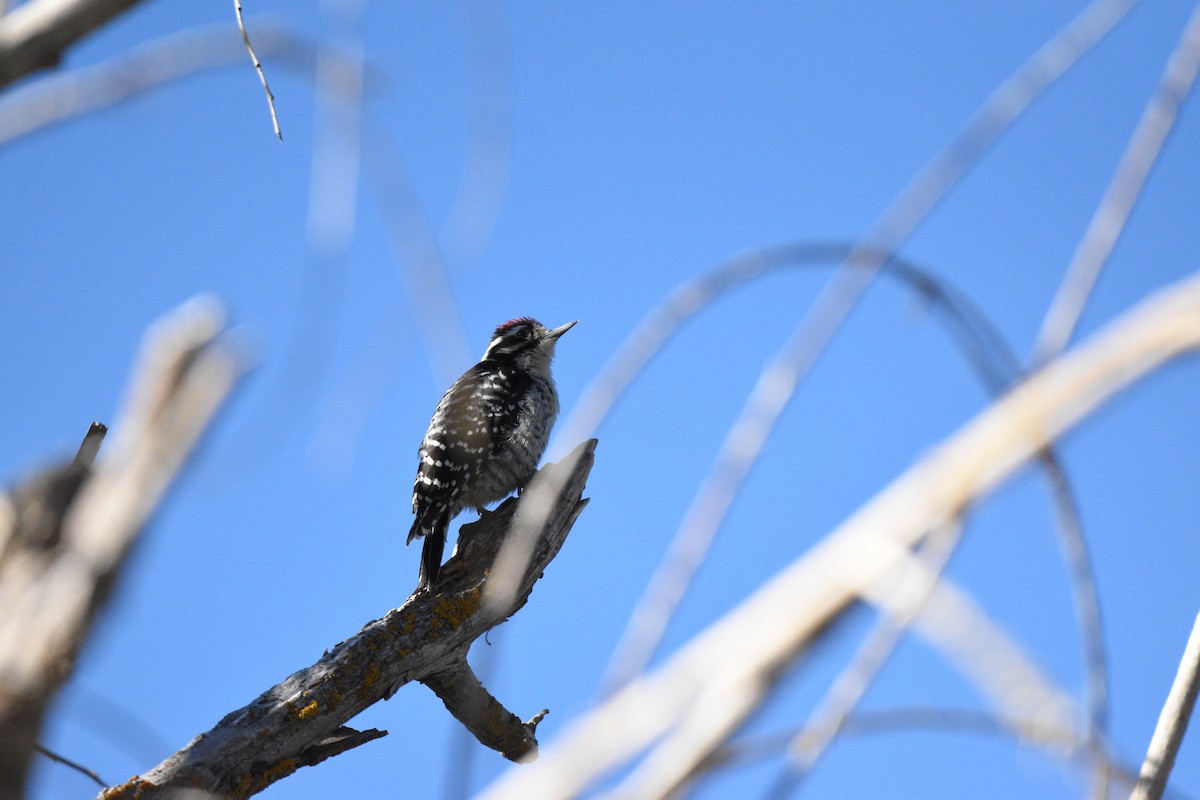 Nuttall's Woodpecker - ML621954357