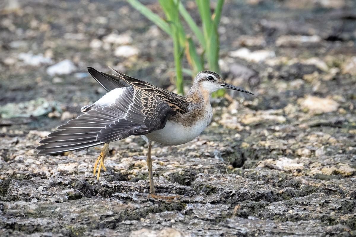 Wilson's Phalarope - ML621954439