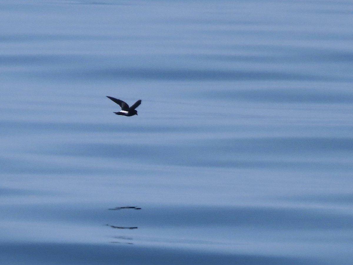 Wilson's Storm-Petrel - ML621954462