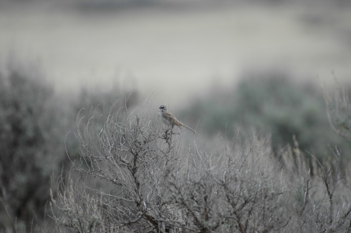 Sagebrush Sparrow - ML621954516