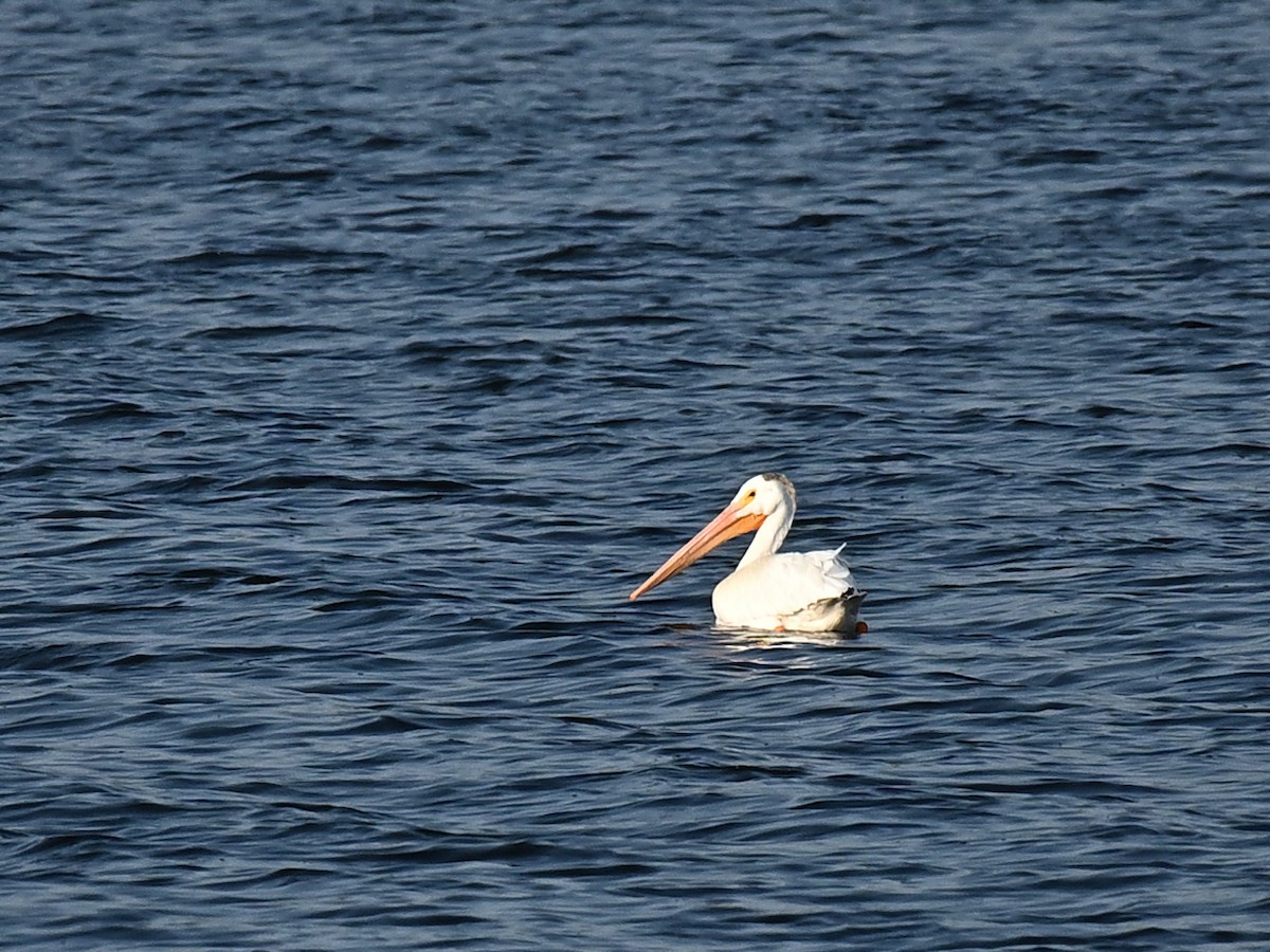 American White Pelican - ML621954639