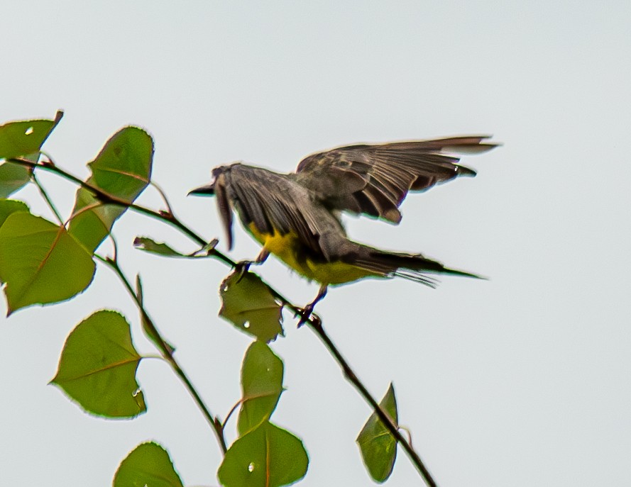 Tropical Kingbird - ML621954694