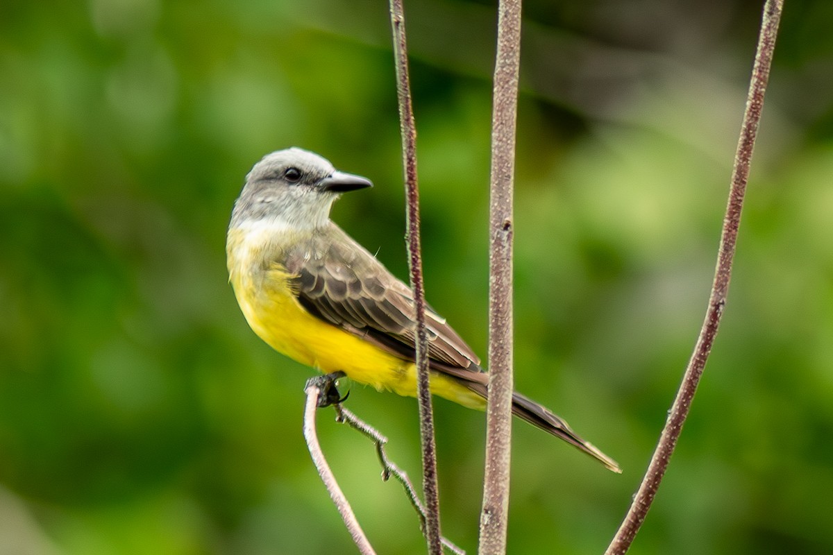 Tropical Kingbird - ML621954695