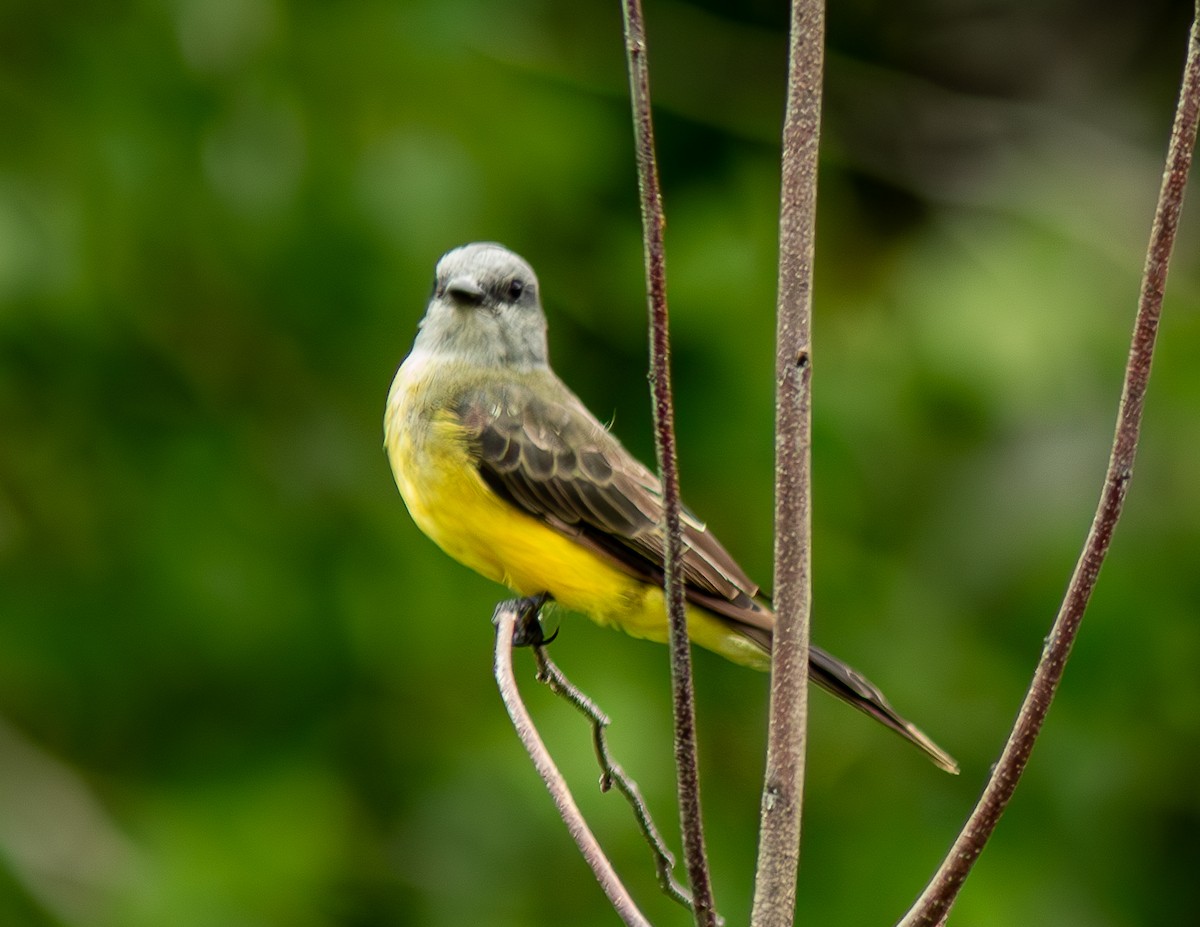 Tropical Kingbird - ML621954696