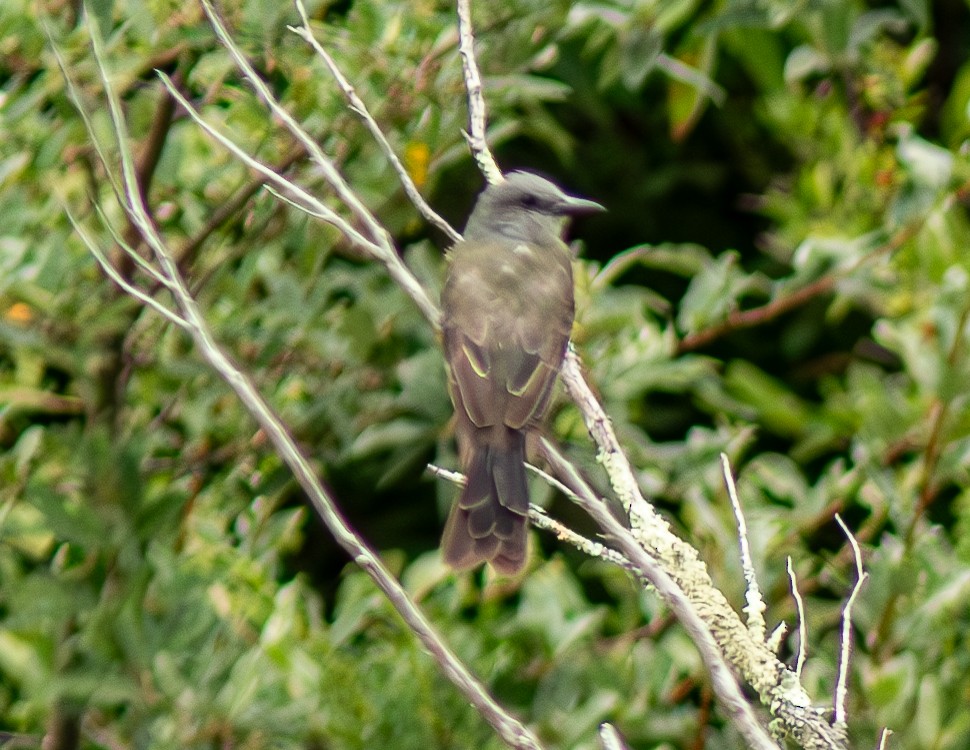 Tropical Kingbird - ML621954697