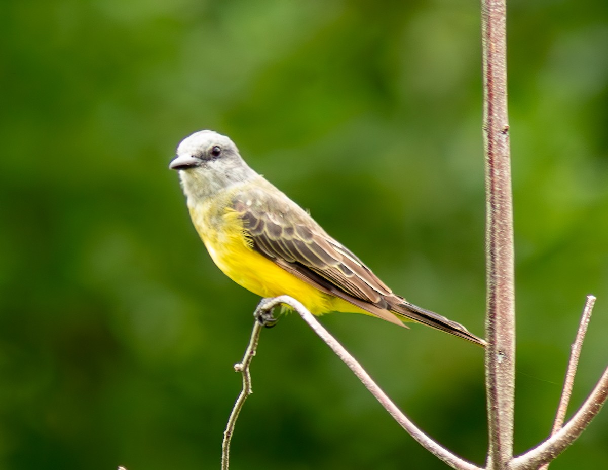 Tropical Kingbird - ML621954698