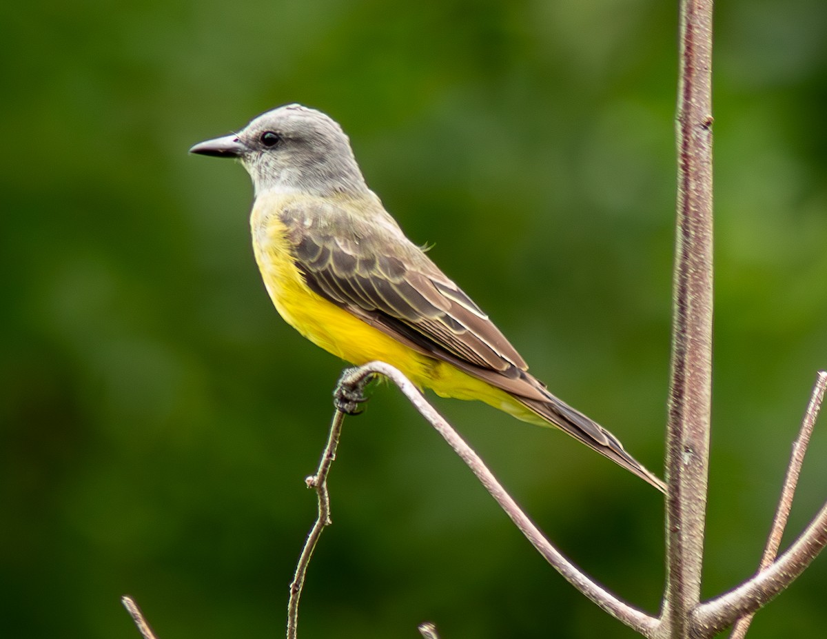 Tropical Kingbird - ML621954699