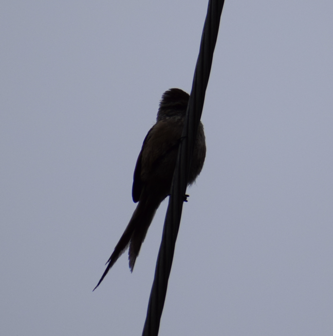 Plain-mantled Tit-Spinetail - ML621954821