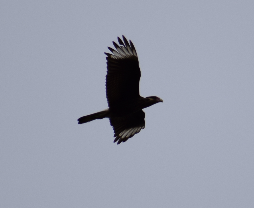 Crested Caracara - ML621954828