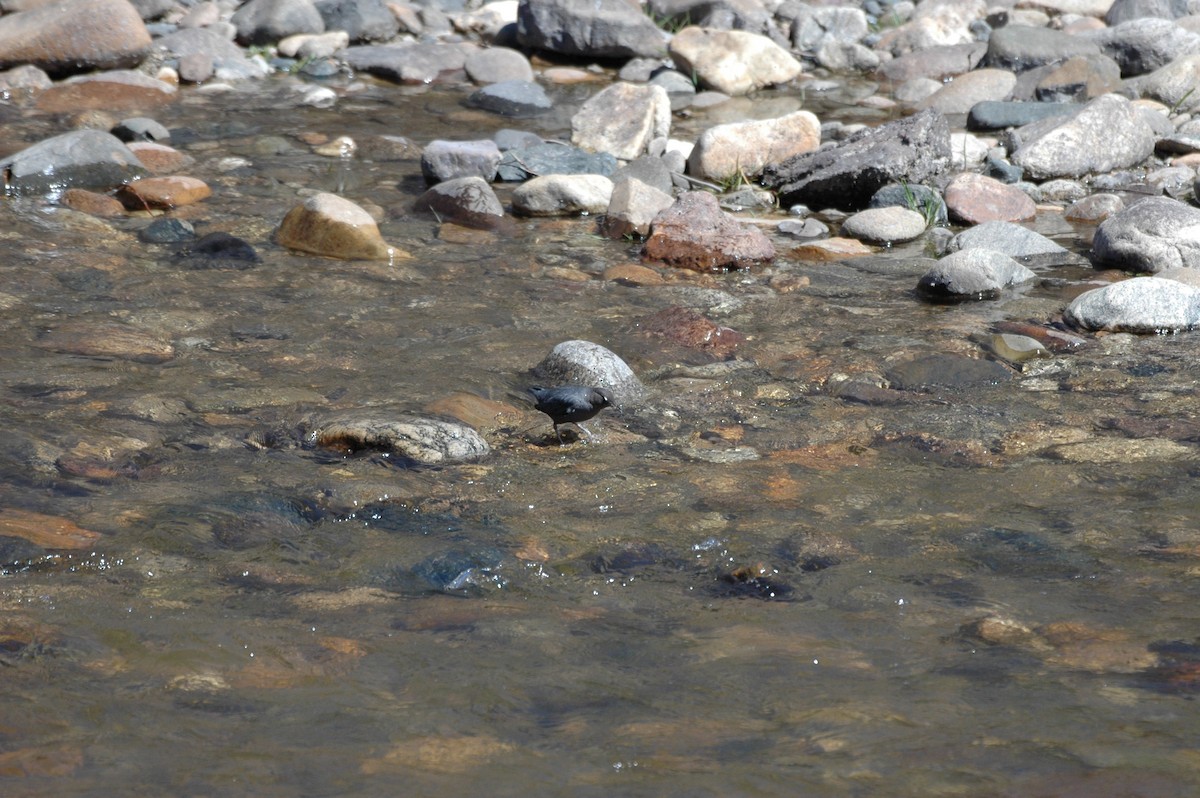 American Dipper - ML621954886