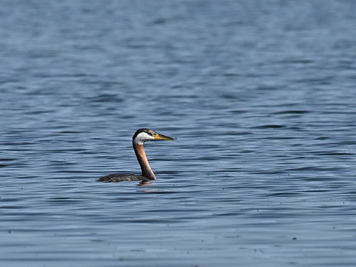 Red-necked Grebe - ML621954887