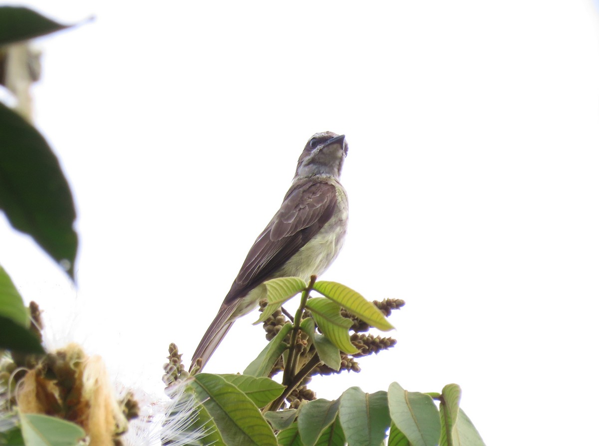 Piratic Flycatcher - Alejandro Mendoza