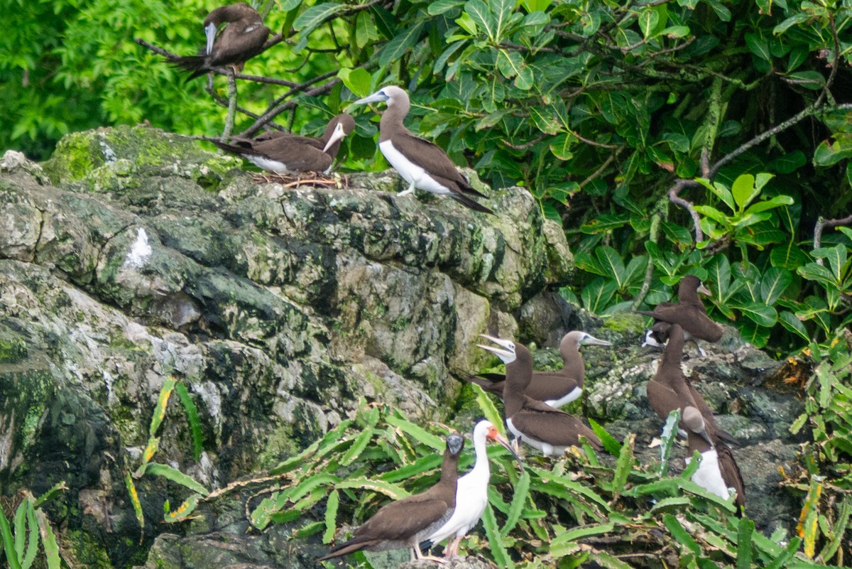 Brown Booby (Colombian) - ML621955103
