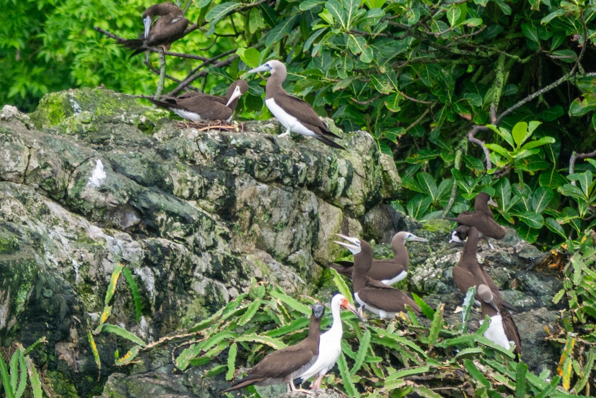 Cocos Booby (Colombian) - ML621955103