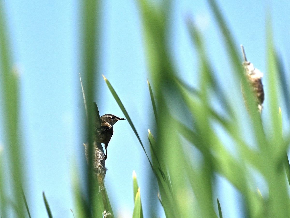 Marsh Wren - ML621955131