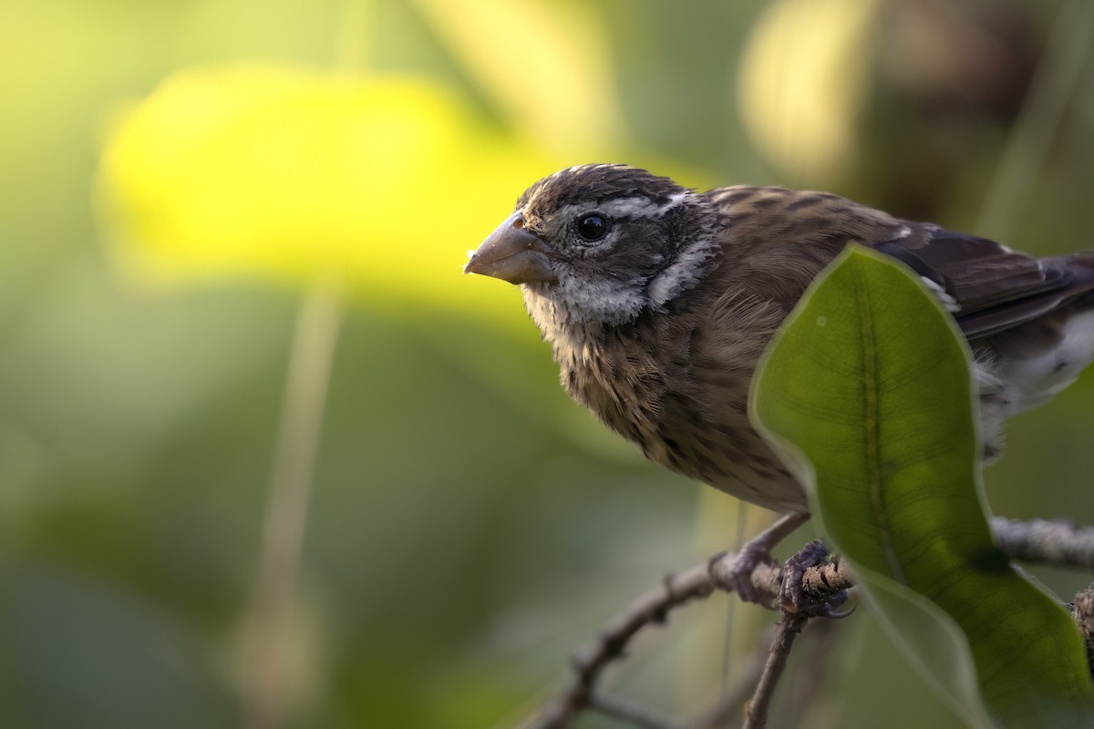 Rose-breasted Grosbeak - ML621955162