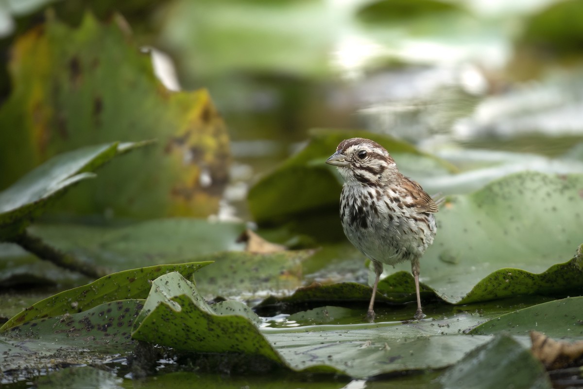 Song Sparrow - ML621955169