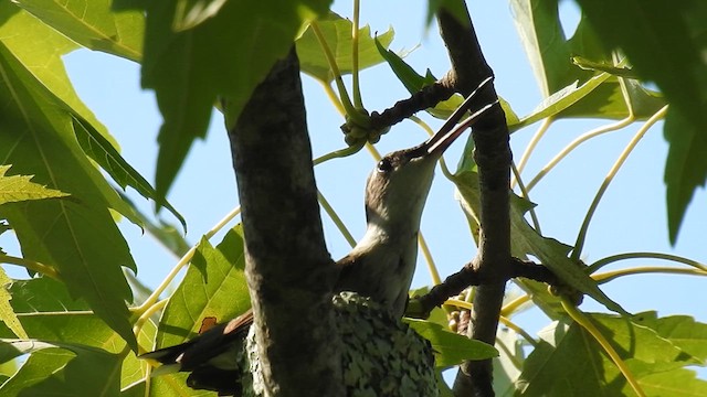 Ruby-throated Hummingbird - ML621955194