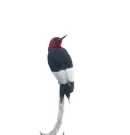 Red-headed Woodpecker - ML621955219