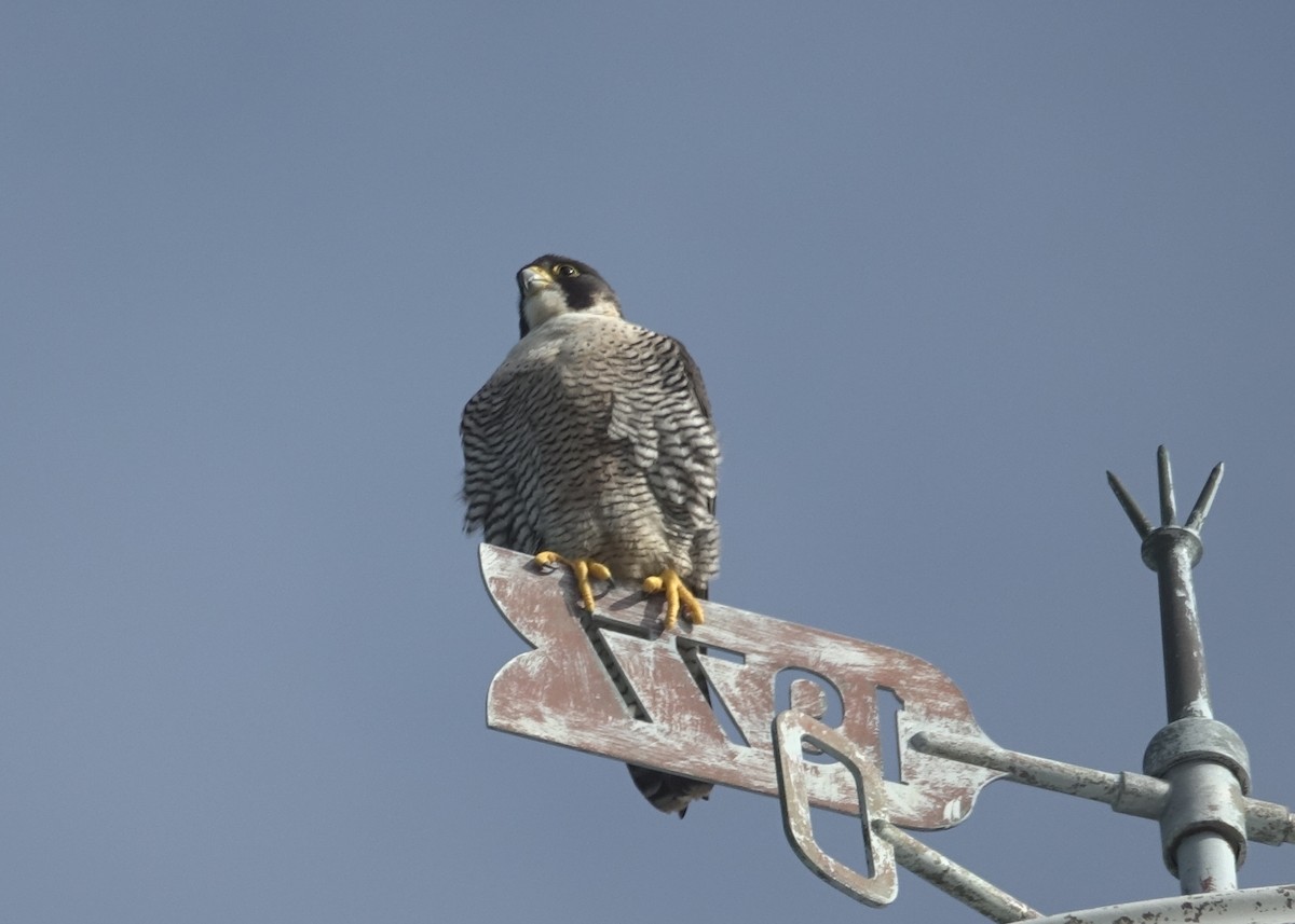 Peregrine Falcon - ML621955275