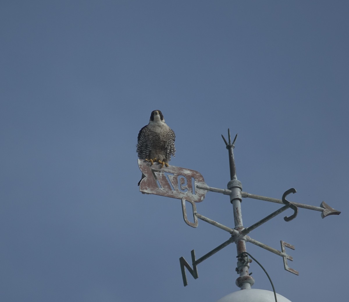 Peregrine Falcon - ML621955276