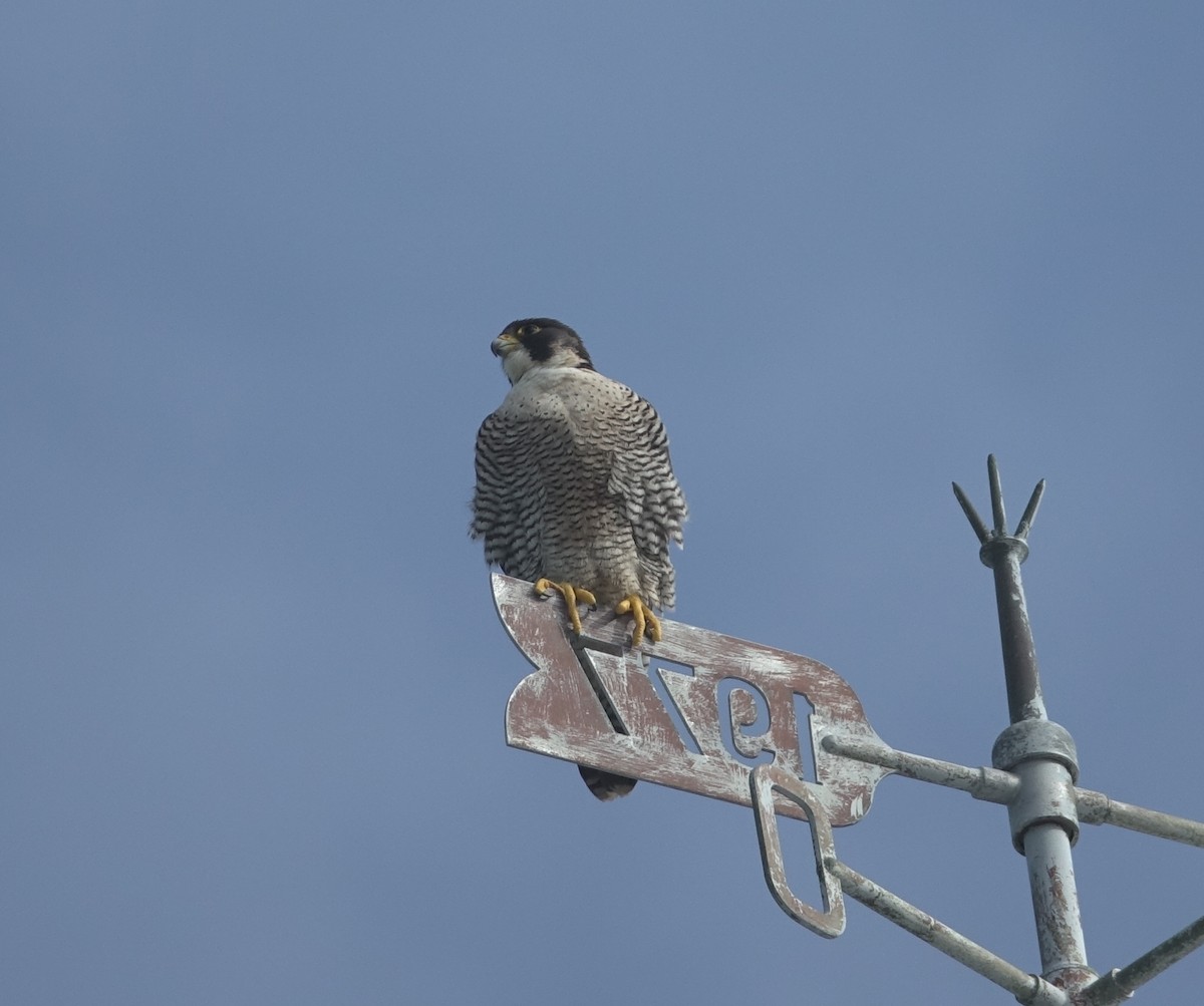 Peregrine Falcon - ML621955277