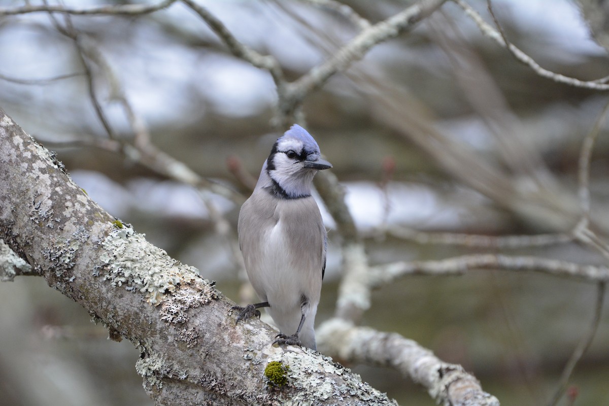 Blue Jay - ML621955313