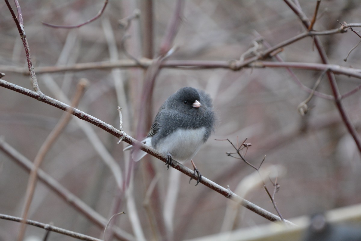 Junco ardoisé - ML621955345