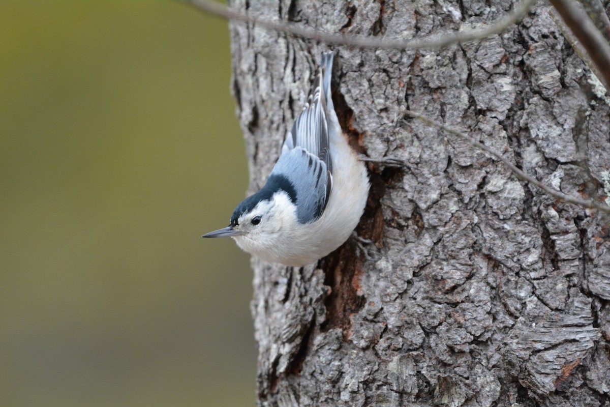 White-breasted Nuthatch - ML621955355