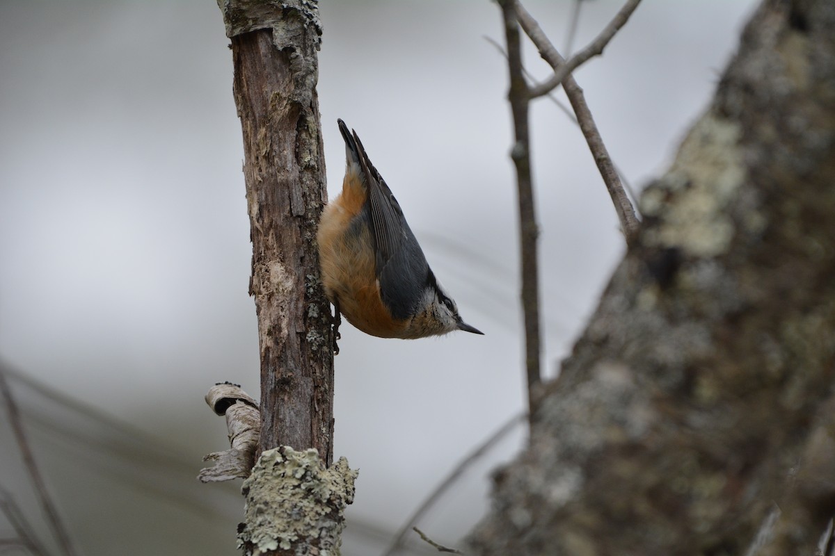 Red-breasted Nuthatch - ML621955358