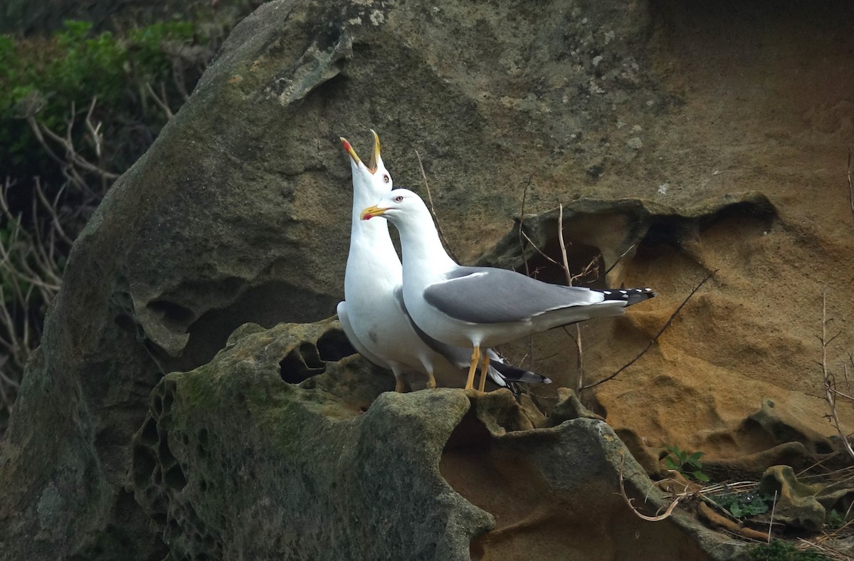 Yellow-legged Gull - ML621955363