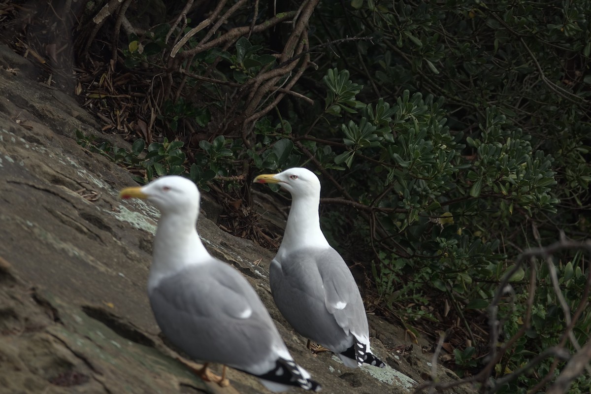 Yellow-legged Gull - ML621955366