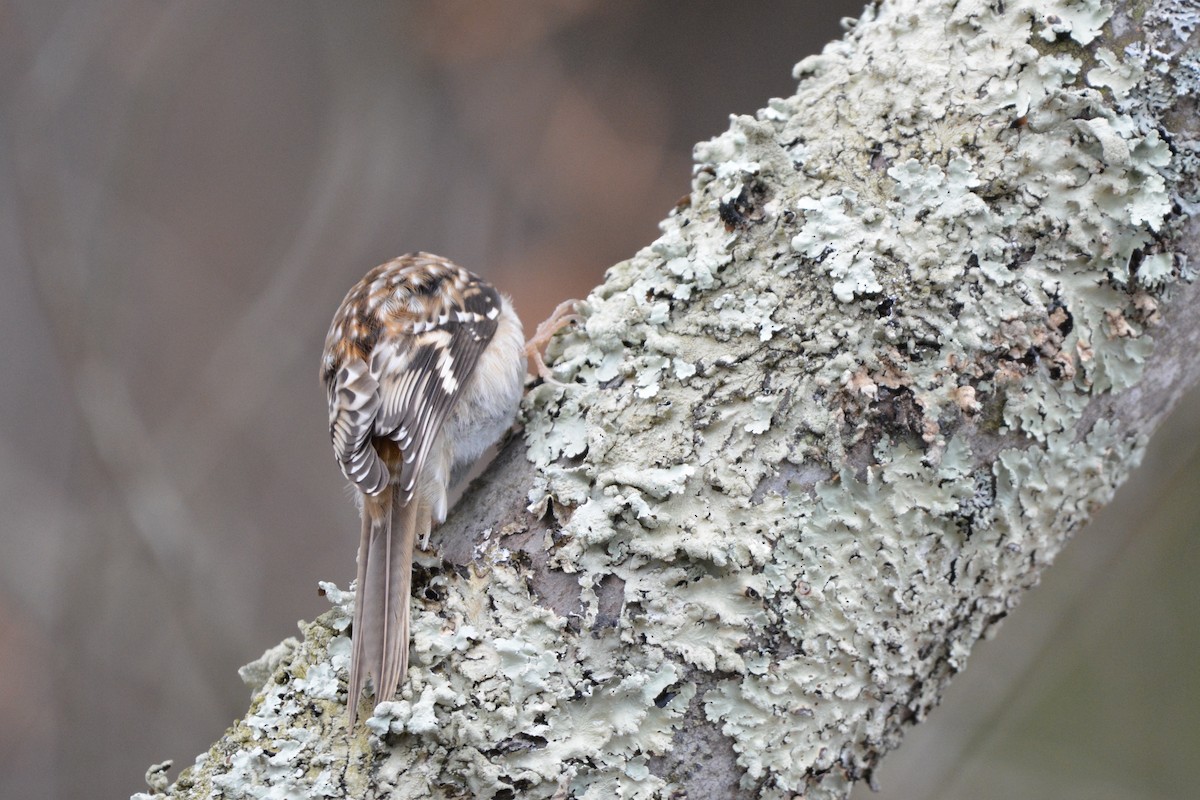 Brown Creeper - ML621955399