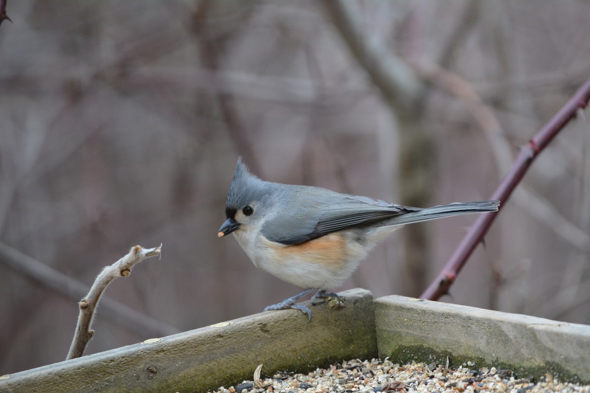 Tufted Titmouse - ML621955414