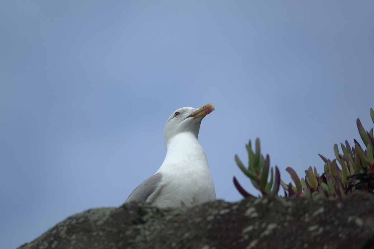 Yellow-legged Gull - ML621955453