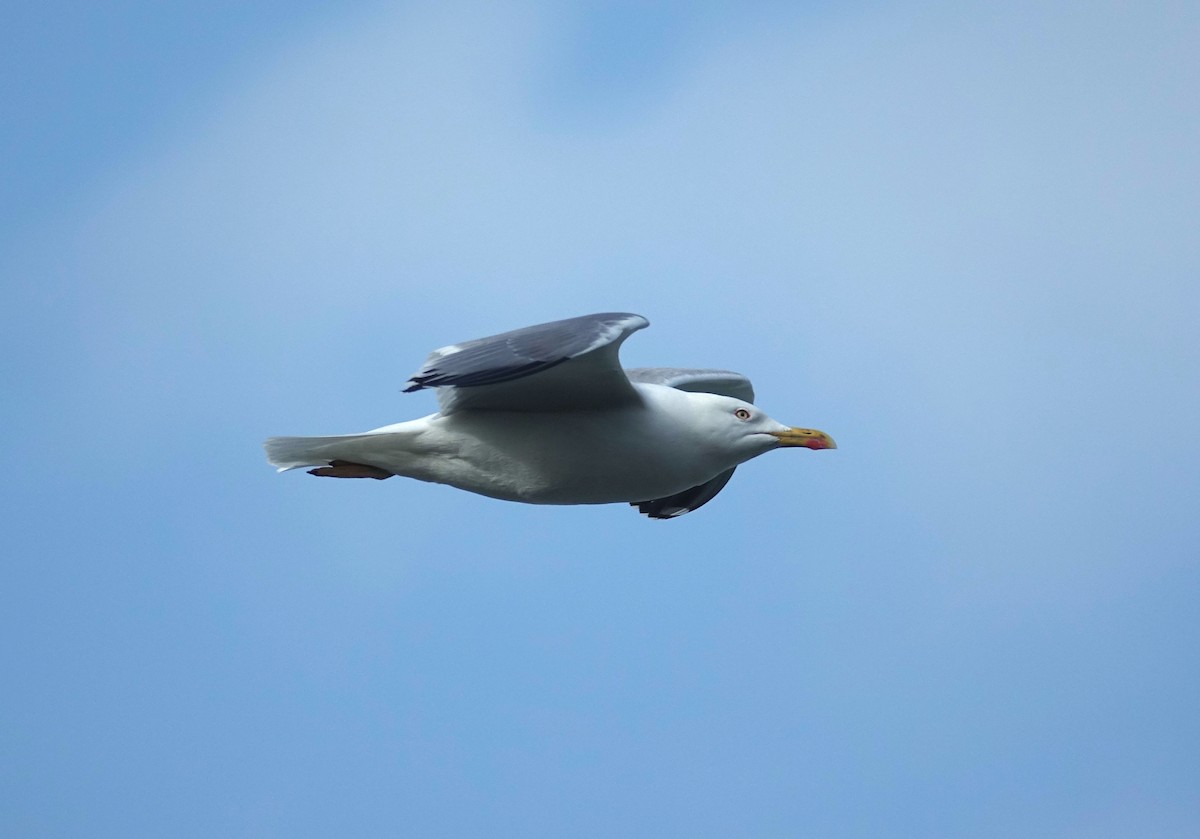 Yellow-legged Gull - ML621955477