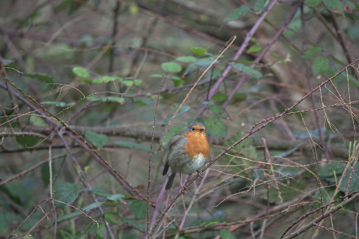 European Robin - ML621955534