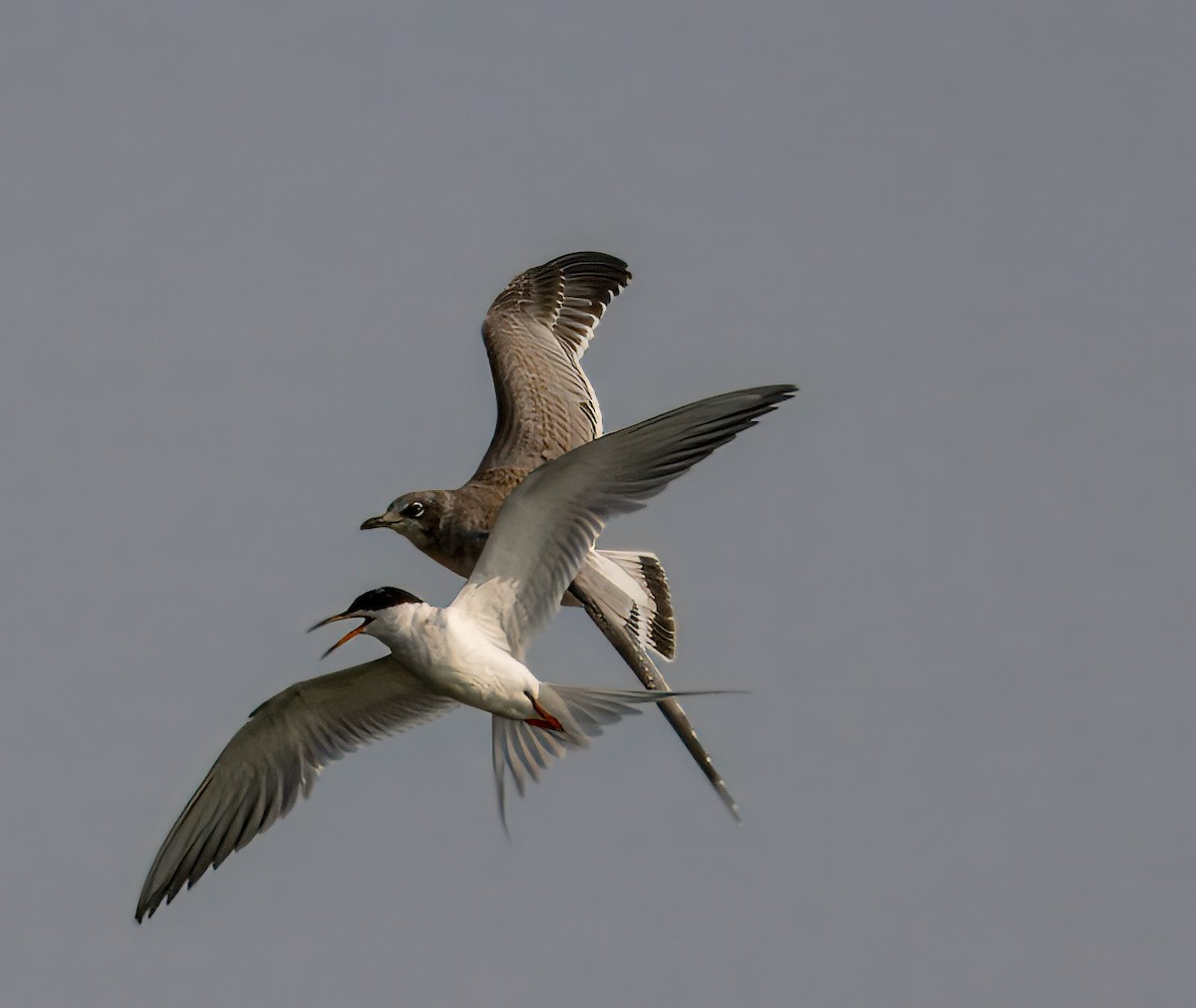 Forster's Tern - ML621955555