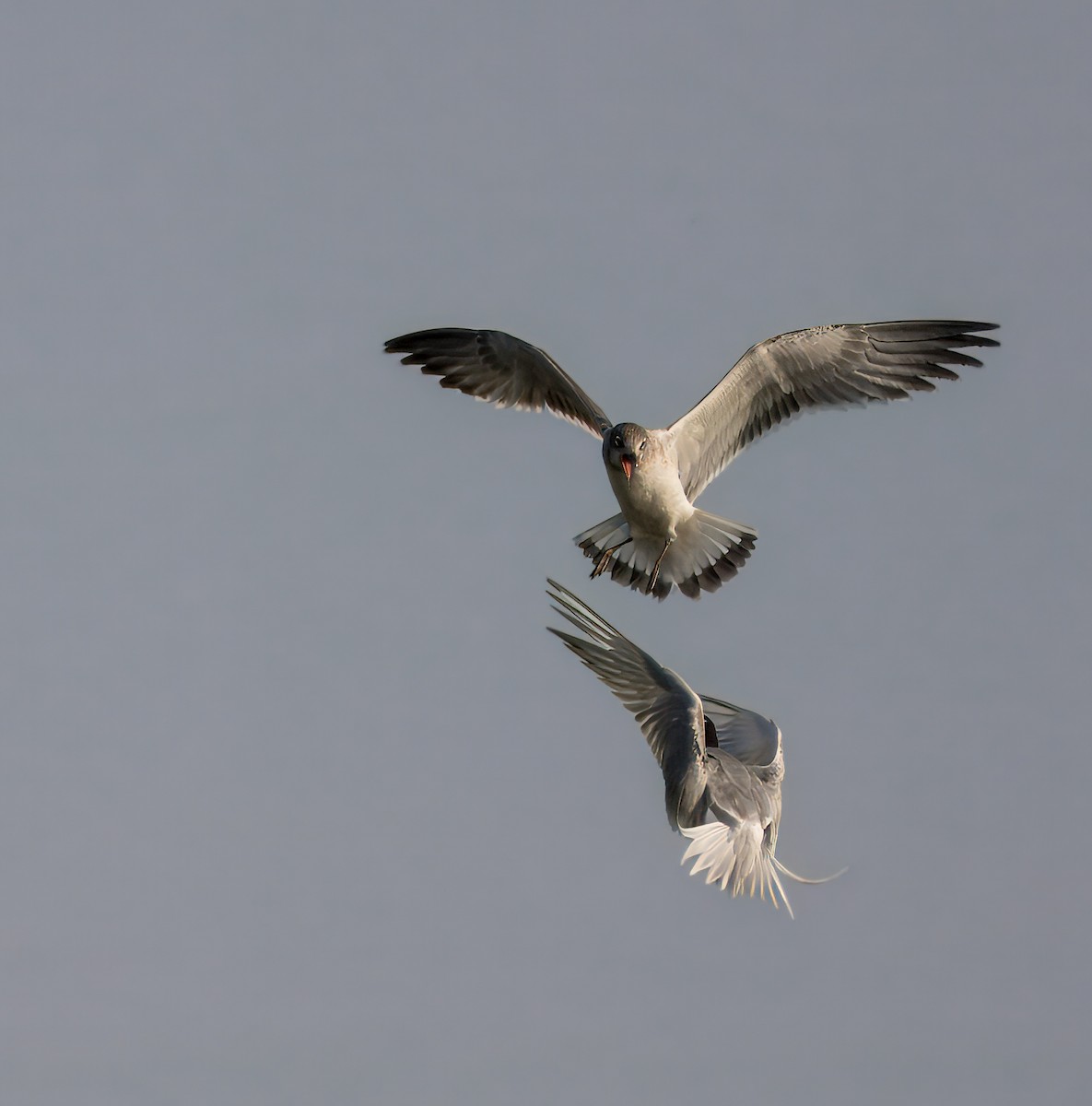 Forster's Tern - ML621955561