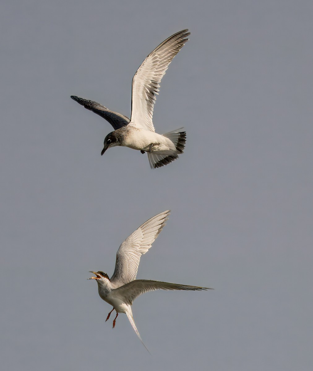 Forster's Tern - ML621955564