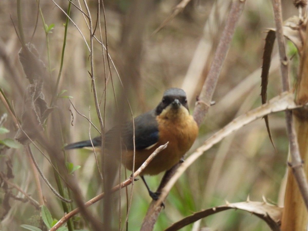 Fawn-breasted Tanager - ML621955695